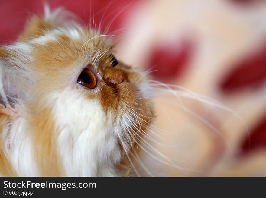 Cat with red and white background