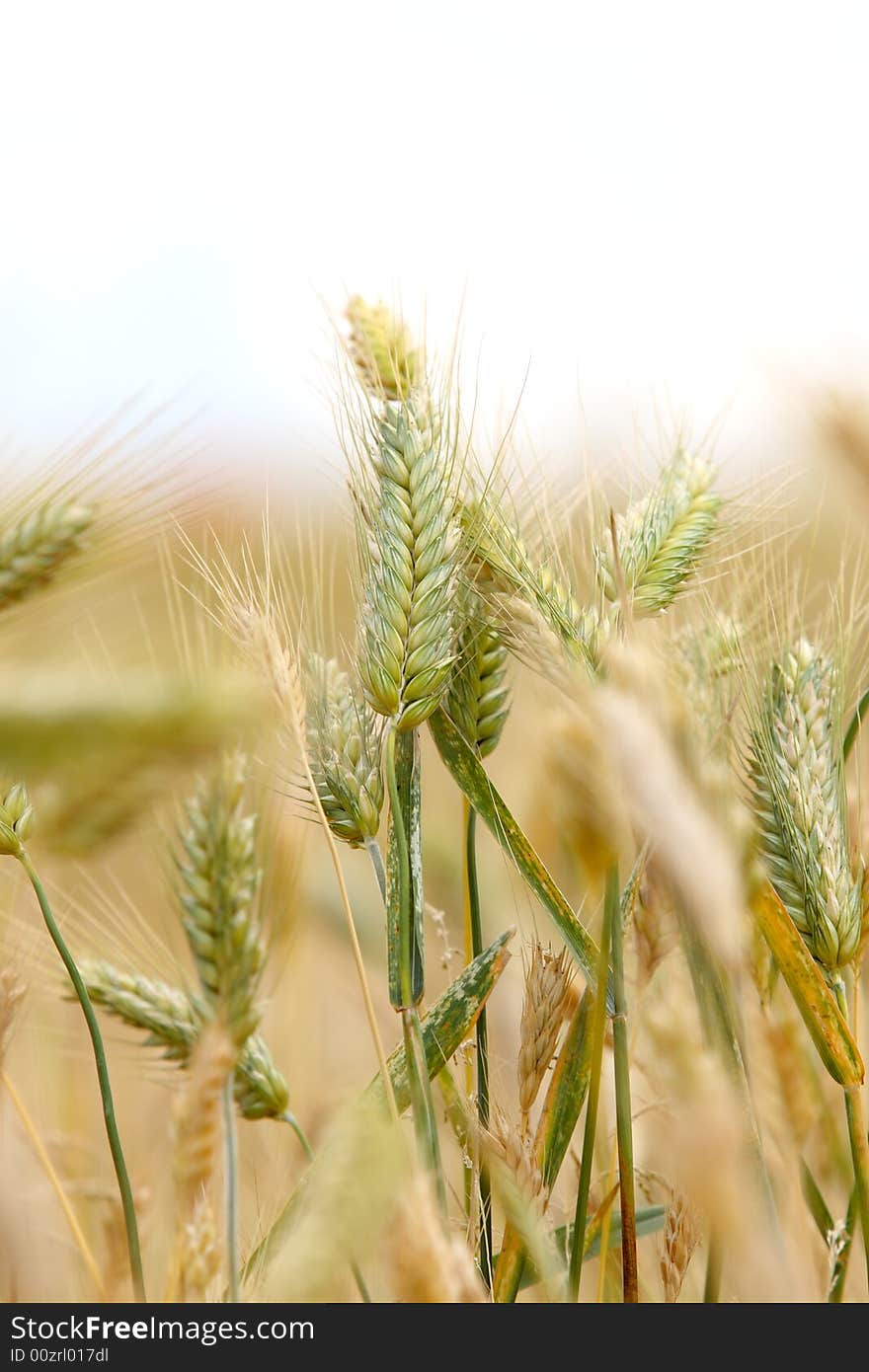 Golden Wheat Field