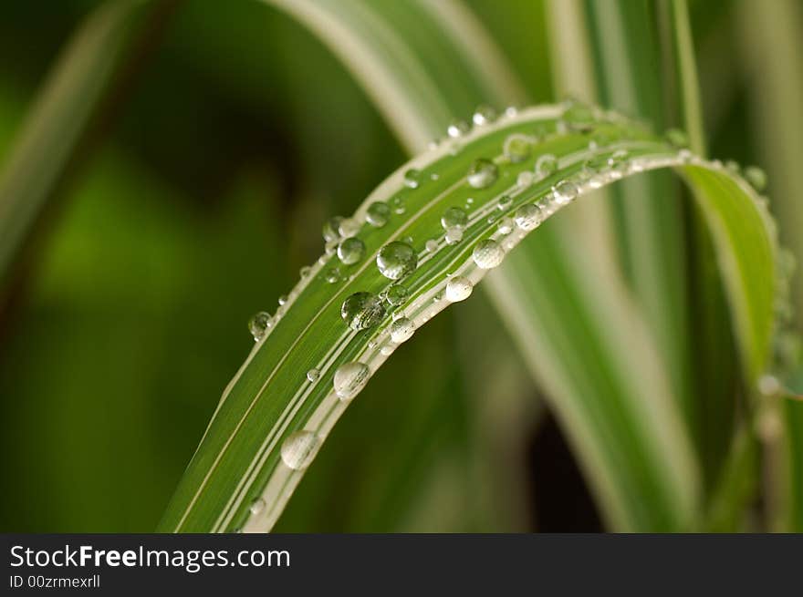 Blade of leaf with raindrop macro. Blade of leaf with raindrop macro