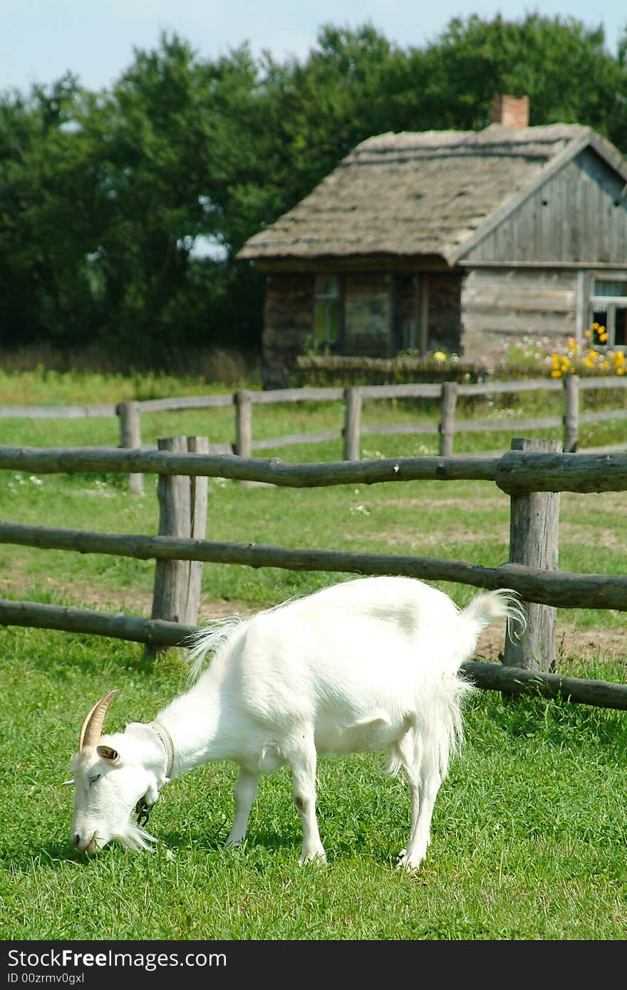 Photo of one of animal on the old farm. Photo of one of animal on the old farm