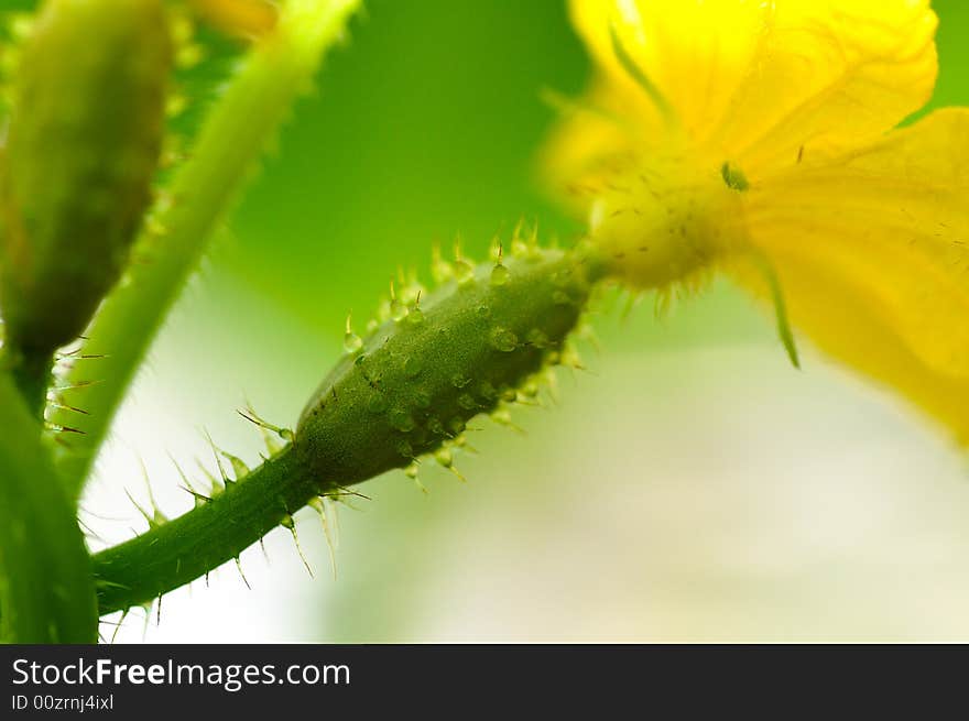 Growing cucumber