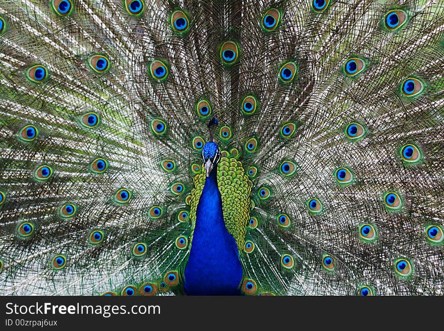 Peacock peafowl with his tail feathers