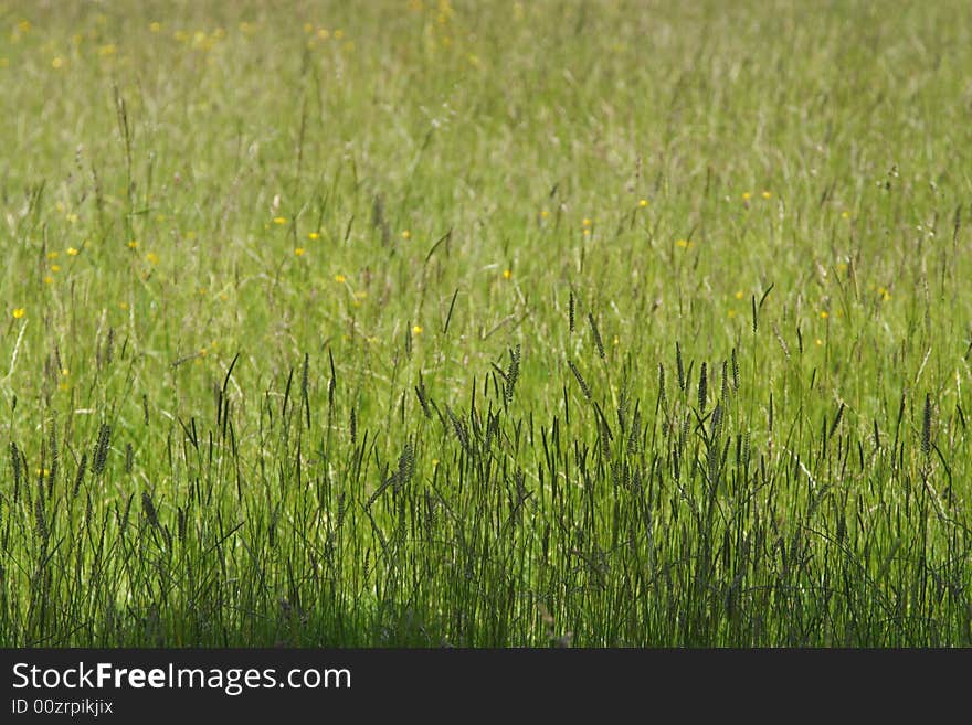 Perfect sunny green grass background with shadow on the front