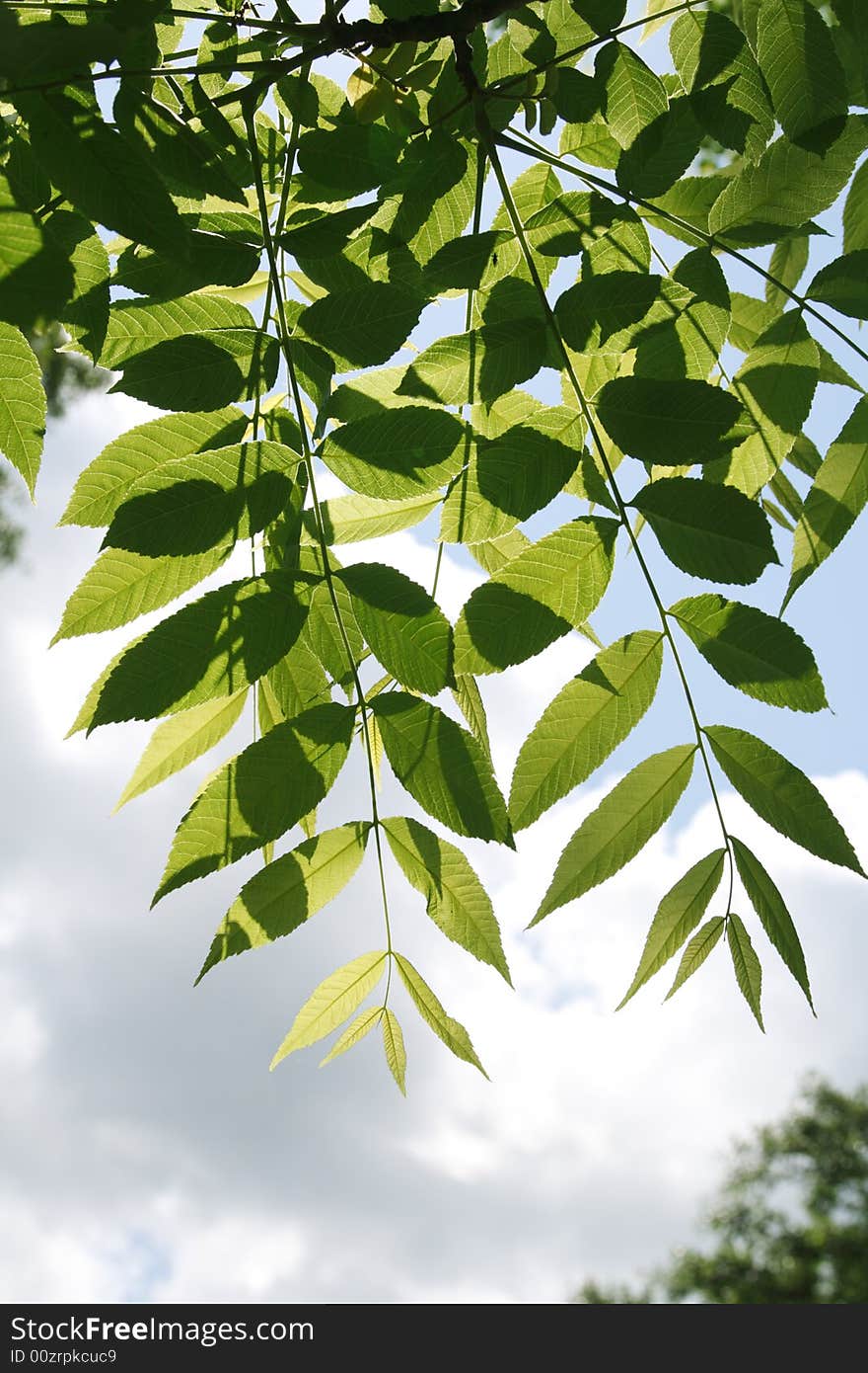 Green leaves on blue sky background