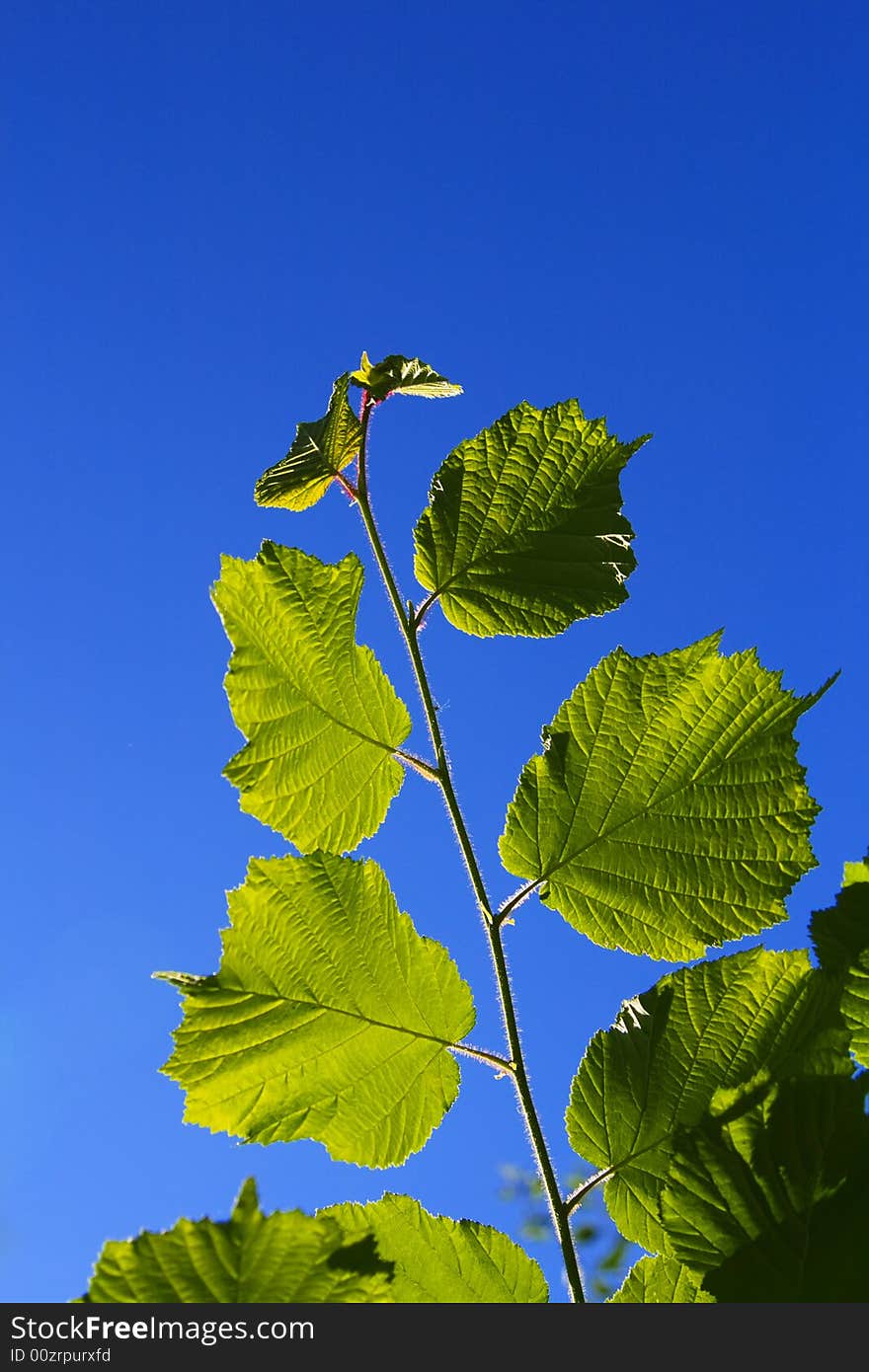 Green leaves on blue sky background