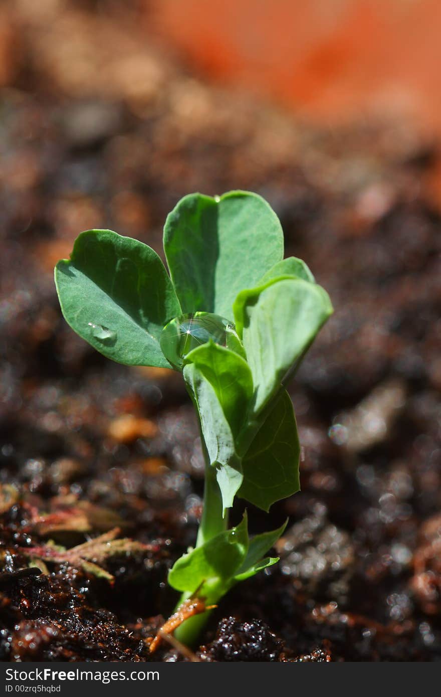 Green sprout with water drop growing from soil, shallow DOF