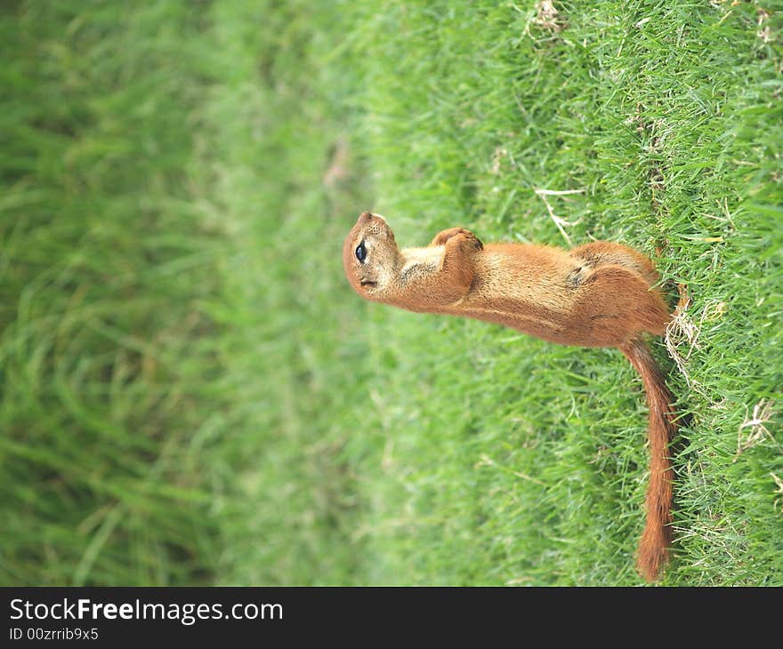 I took this picture at Krugersdorp Nature Reserve,South Africa. I took this picture at Krugersdorp Nature Reserve,South Africa.