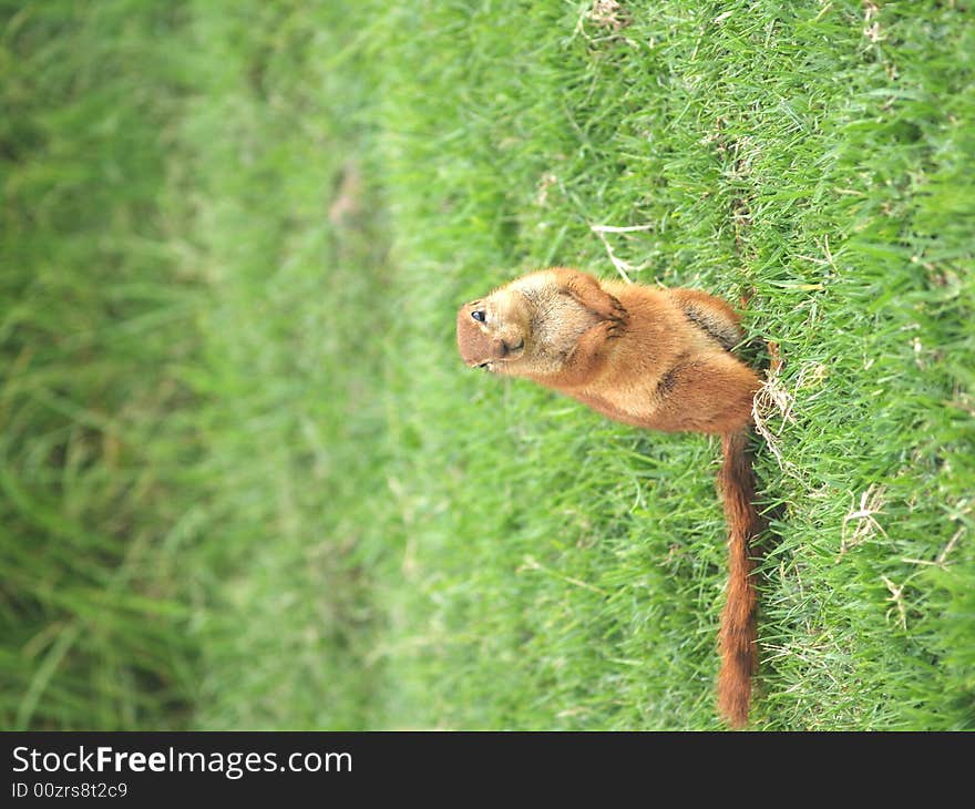 I took this picture at Krugersdorp Nature Reserve,South Africa. I took this picture at Krugersdorp Nature Reserve,South Africa.