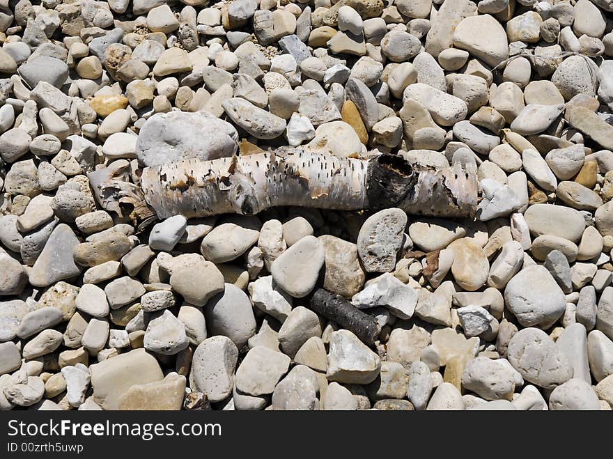 Birch on rocky Beach