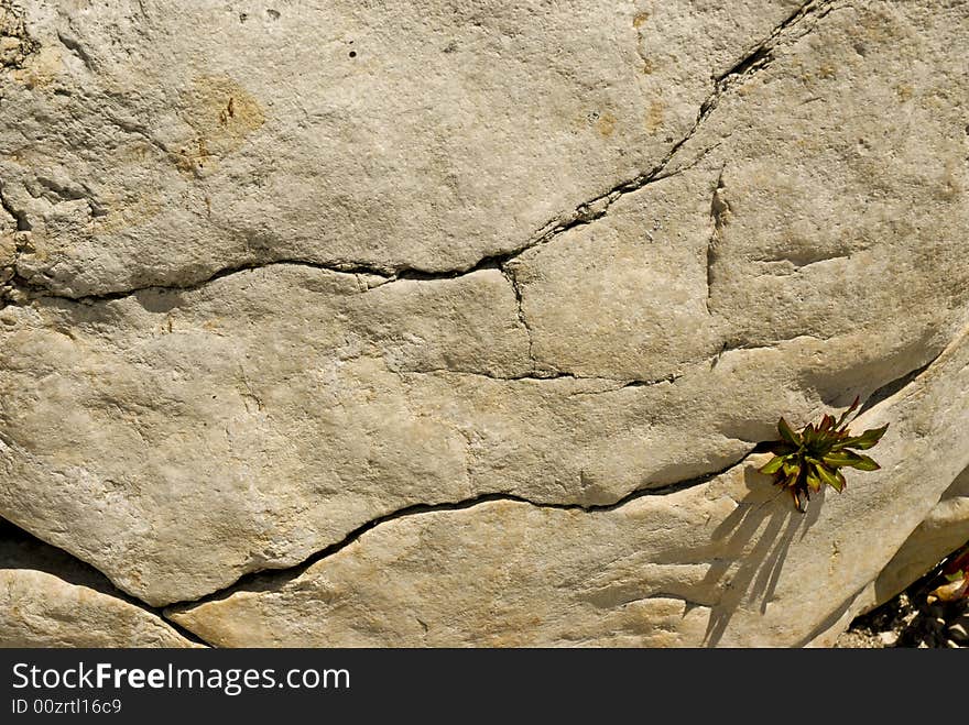 Small green plant growing out of crack in boulder. Small green plant growing out of crack in boulder