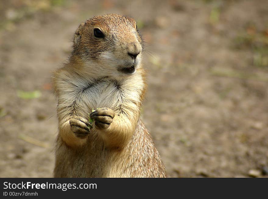 Prairie dog