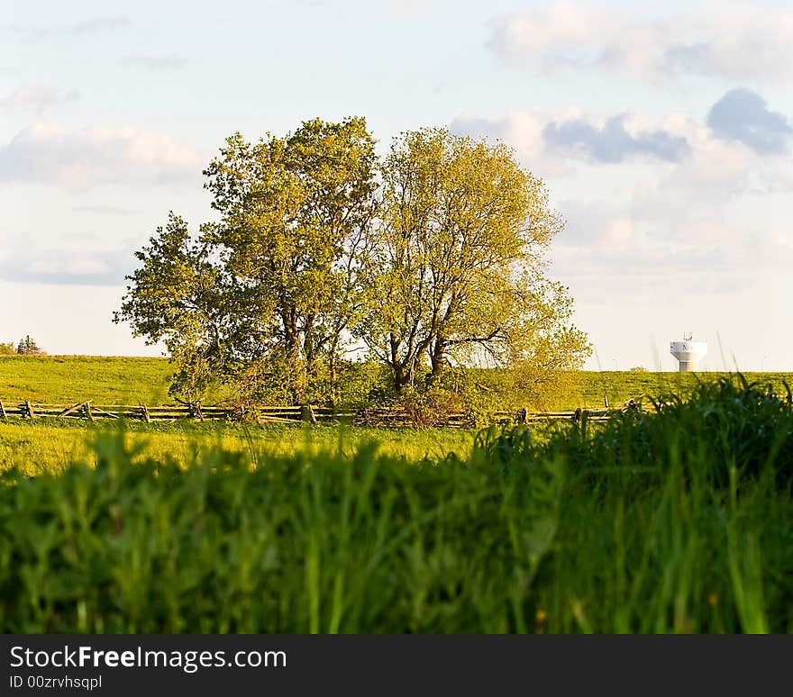 Tree in field with bright sunlight clouds in sky and old wooden fence. Tree in field with bright sunlight clouds in sky and old wooden fence