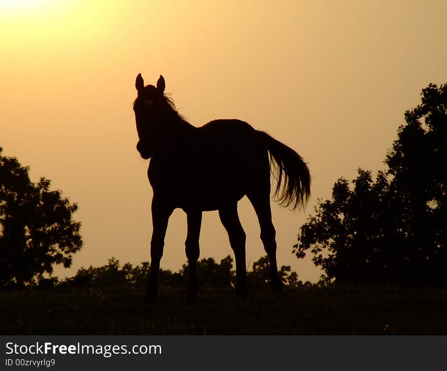 Horse sunset silhouette