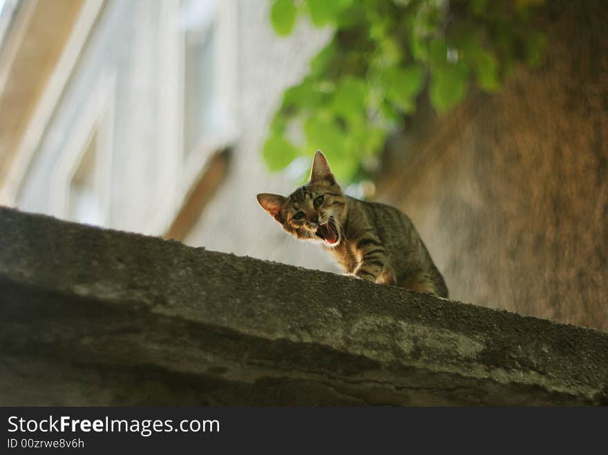 Small cat on the roof. Small cat on the roof