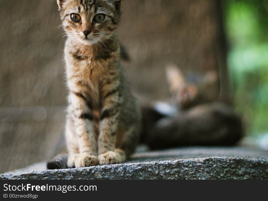 Small cat on the roof with his mother brothers and sisters. Small cat on the roof with his mother brothers and sisters