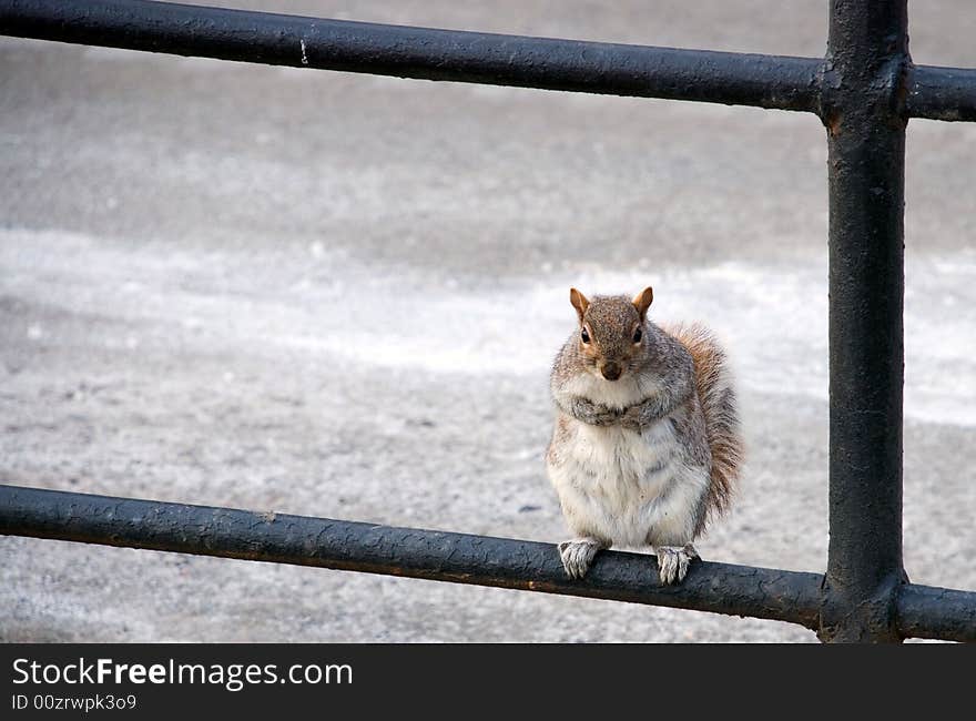 Squirrel rests on a fence