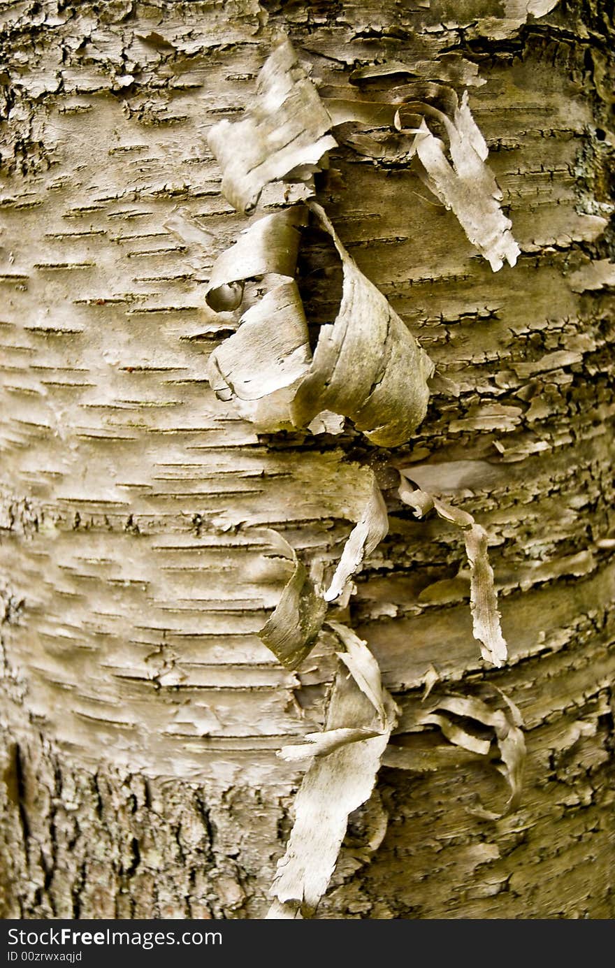 Close up of bark peeling off of a birch tree. Close up of bark peeling off of a birch tree