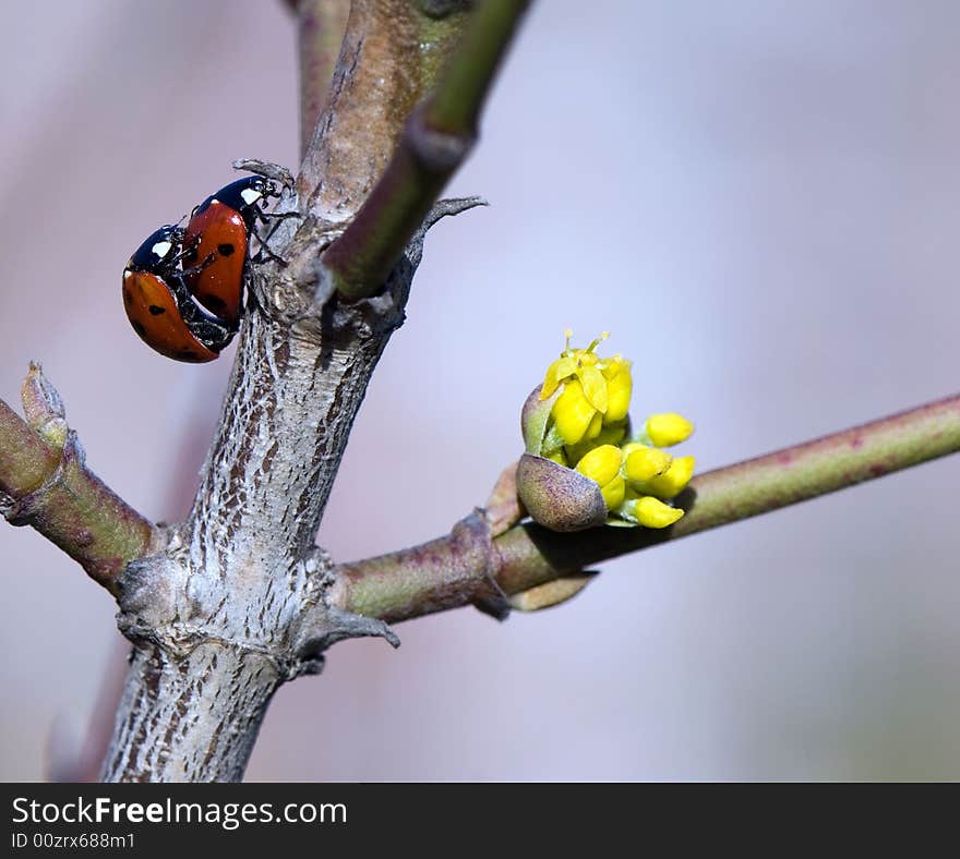 Close-up macro of two loving ladybugs matings. Close-up macro of two loving ladybugs matings.