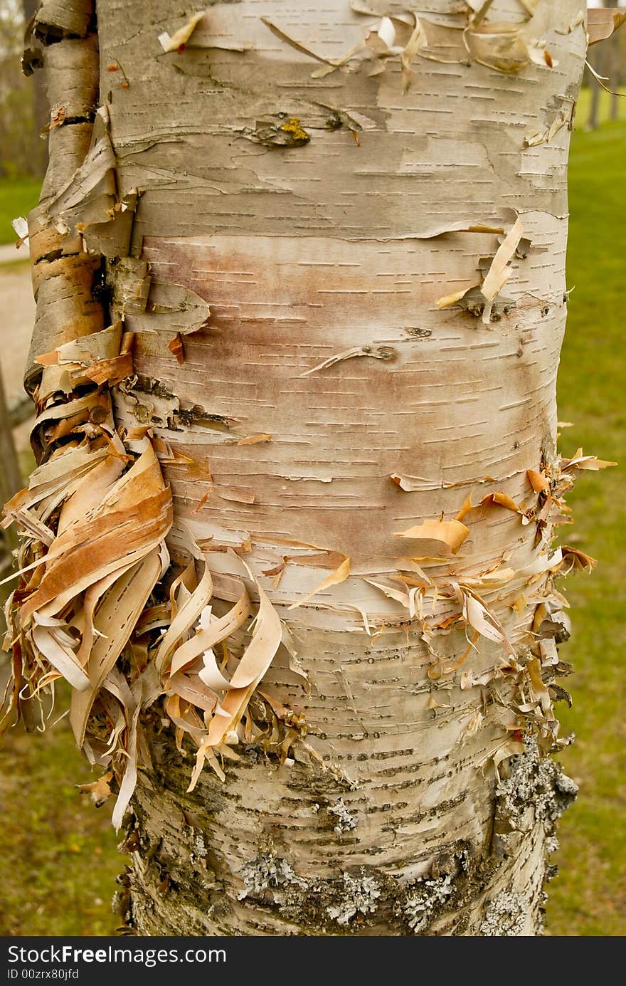 Colorful birch bark peeling, almost shedding off of a birch tree. Colorful birch bark peeling, almost shedding off of a birch tree