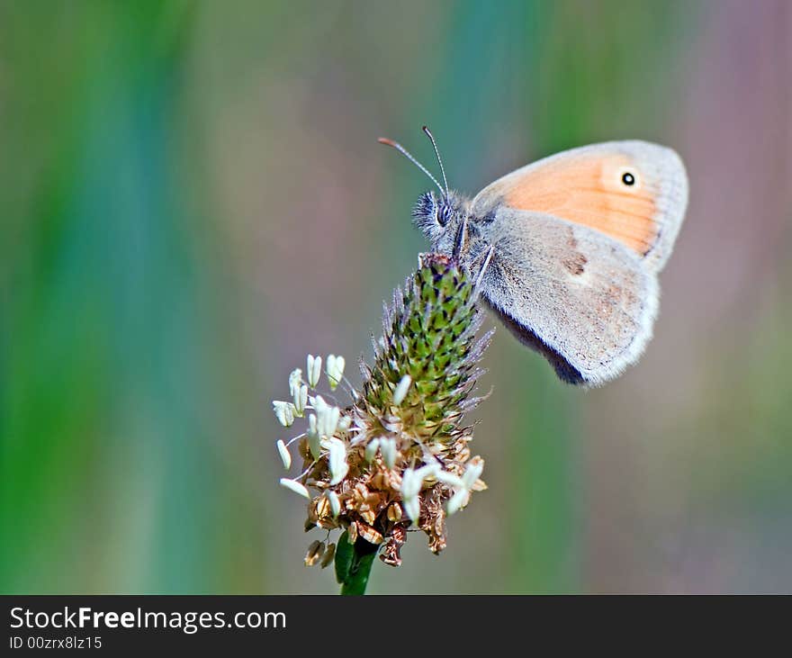 Close-up Of A Butterfly