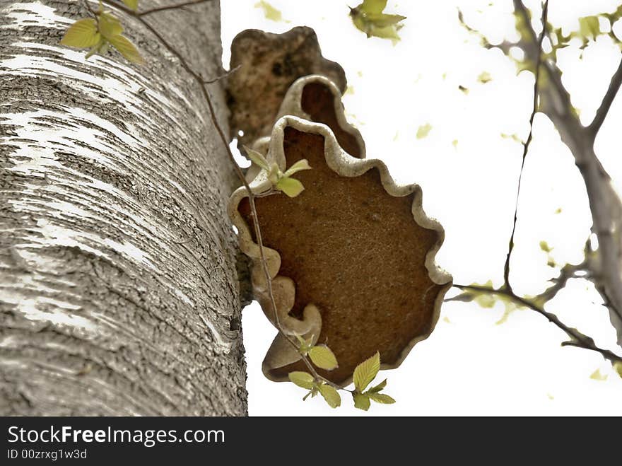 Mushroom Bark