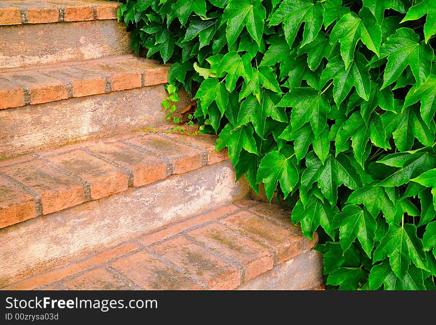 Hedge And Stairs