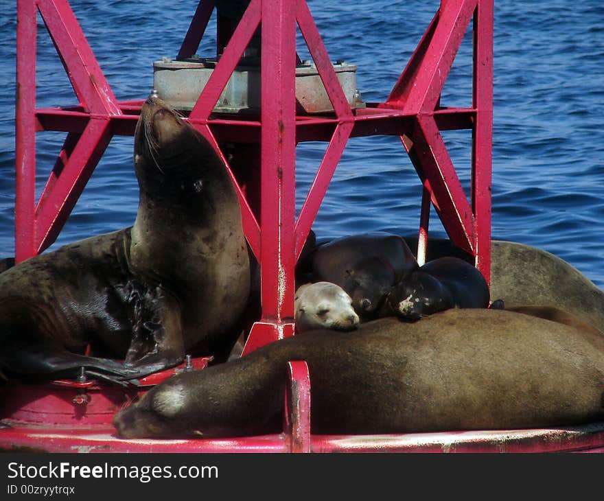 Harbor Seals on Buoy