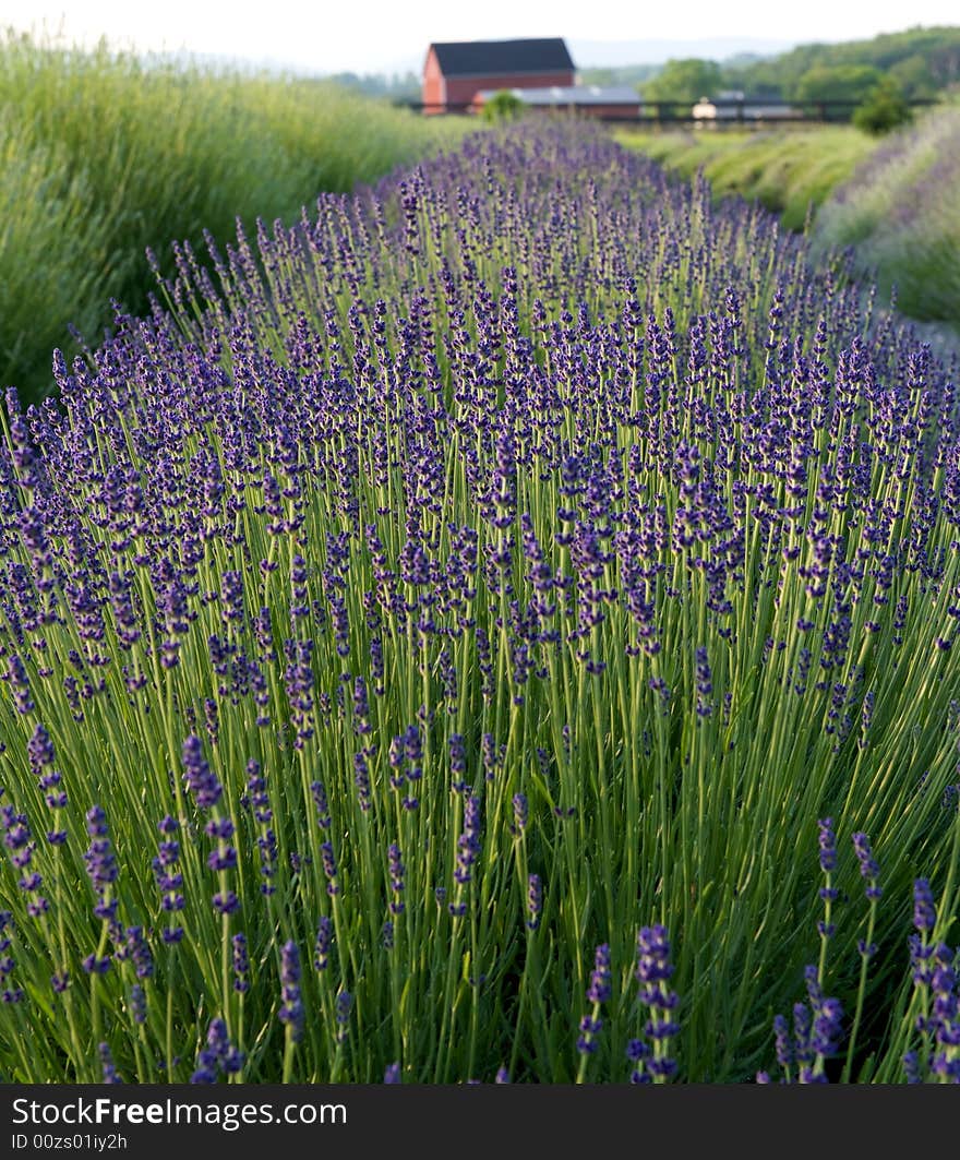 Lavender in full bloom in spring on Virginia farm. Lavender in full bloom in spring on Virginia farm