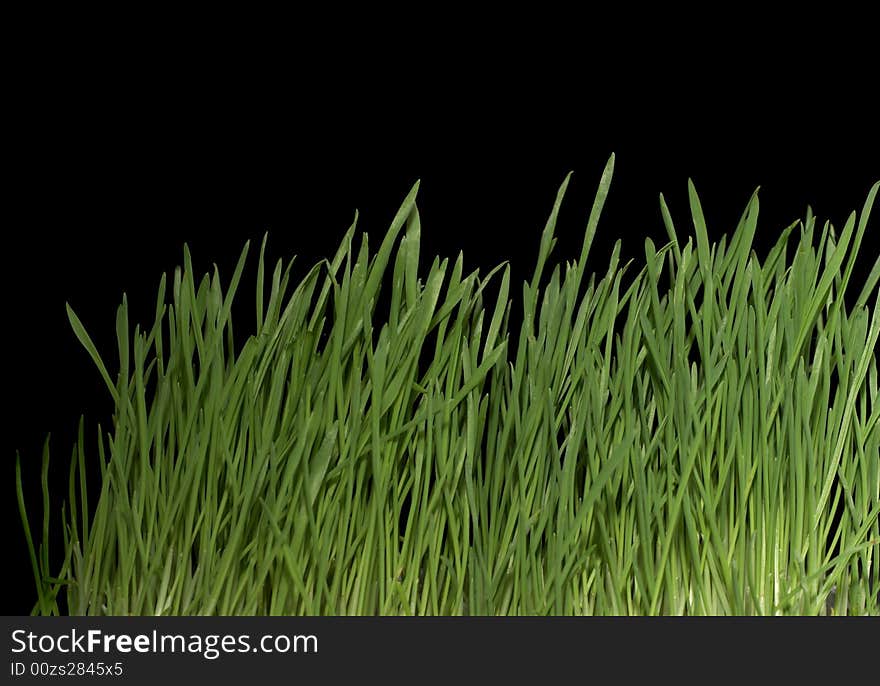 Green grass on a black background