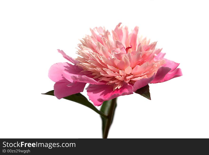 Pink peony