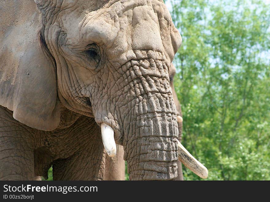 Elephant Close Up