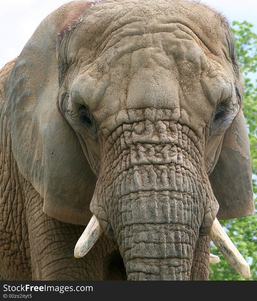 Elephant Close Up