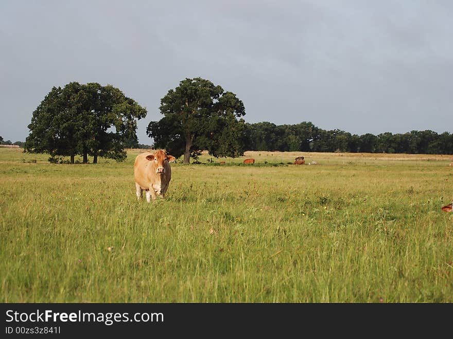 Jersey Cow in Distance