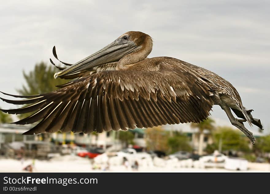 A pelican is any of several very large water birds with a distinctive pouch under the beak belonging to the bird family Pelecanidae. A pelican is any of several very large water birds with a distinctive pouch under the beak belonging to the bird family Pelecanidae