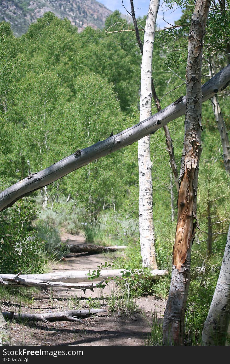 Scenic trail leading the way through birch trees