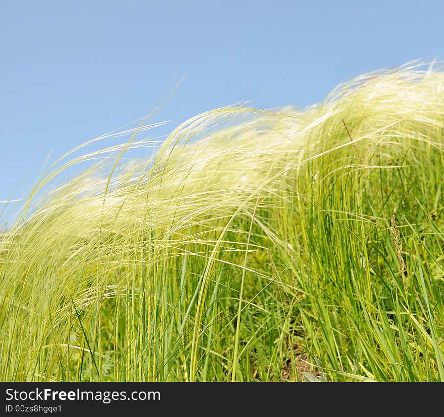 Grass on a background of the light-blue sky. Grass on a background of the light-blue sky