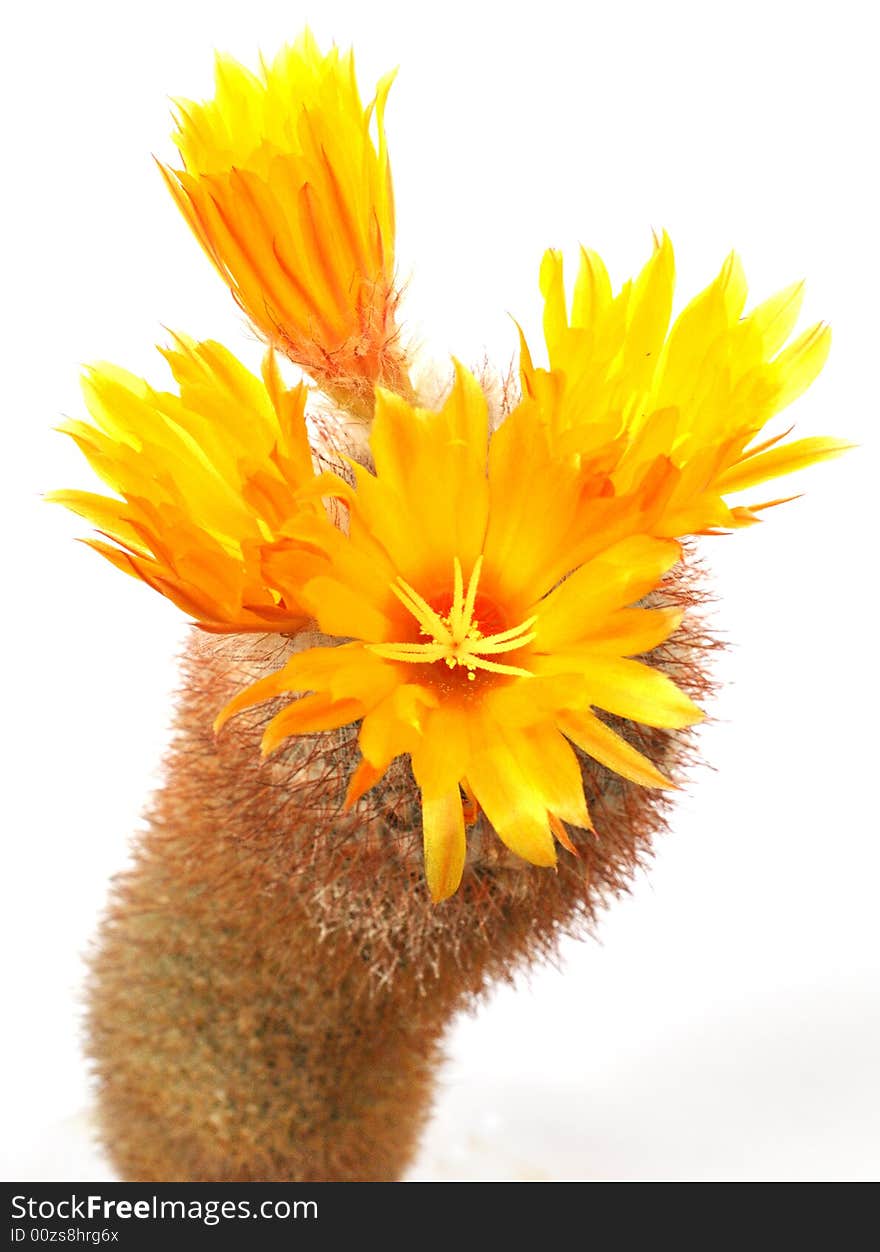 Prickly plant with flowers