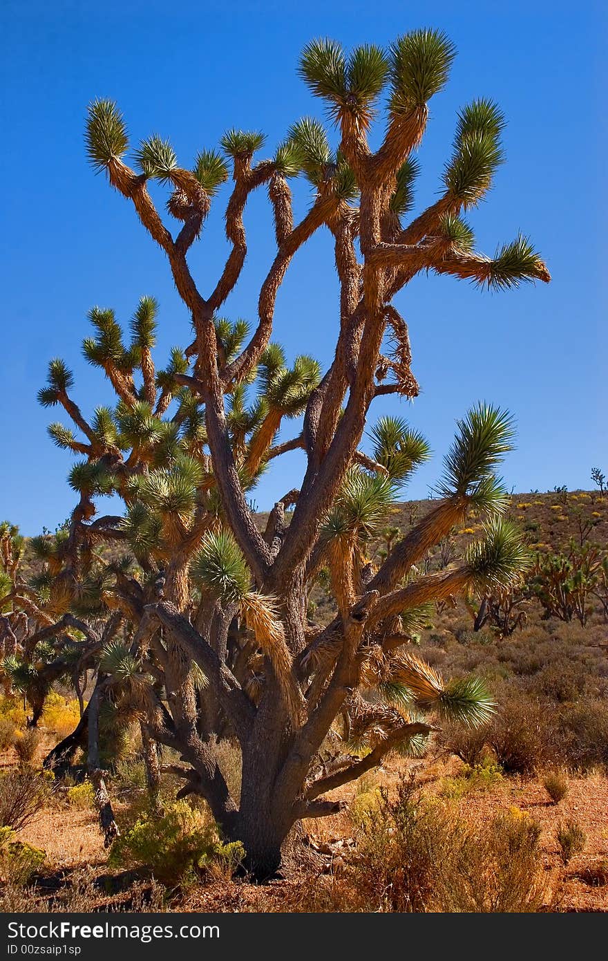 Unique Jesus Tree in Red Desert. Unique Jesus Tree in Red Desert