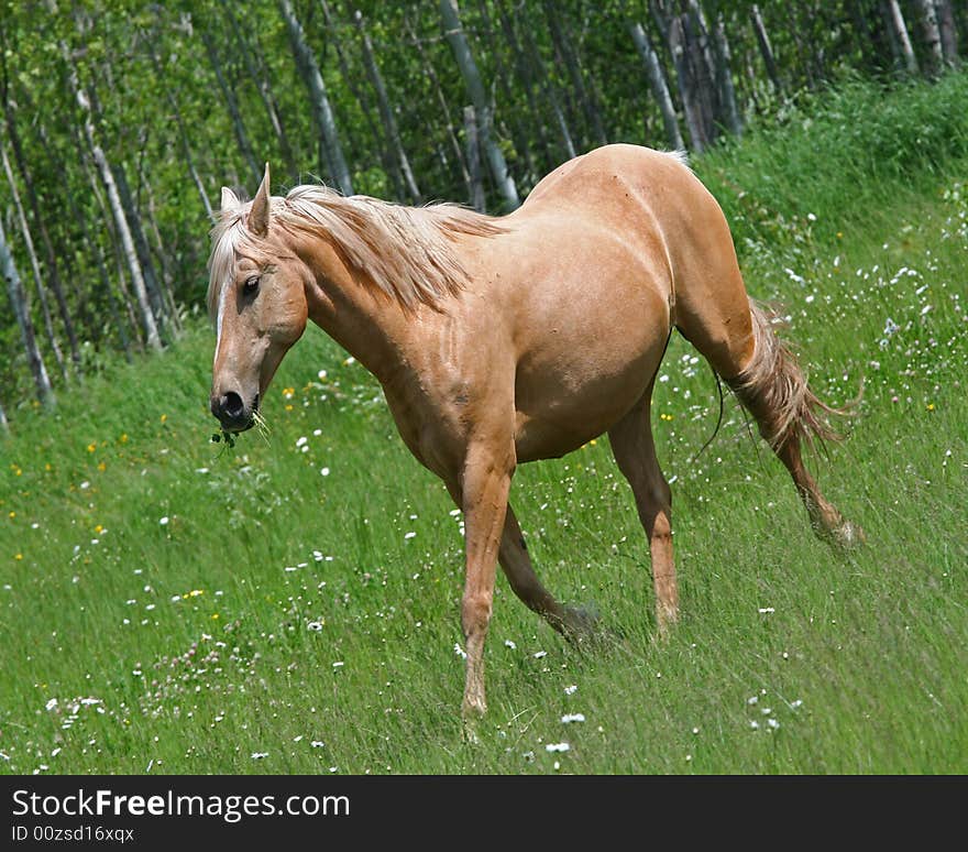 Cream colored horse running through green grassy field. Cream colored horse running through green grassy field