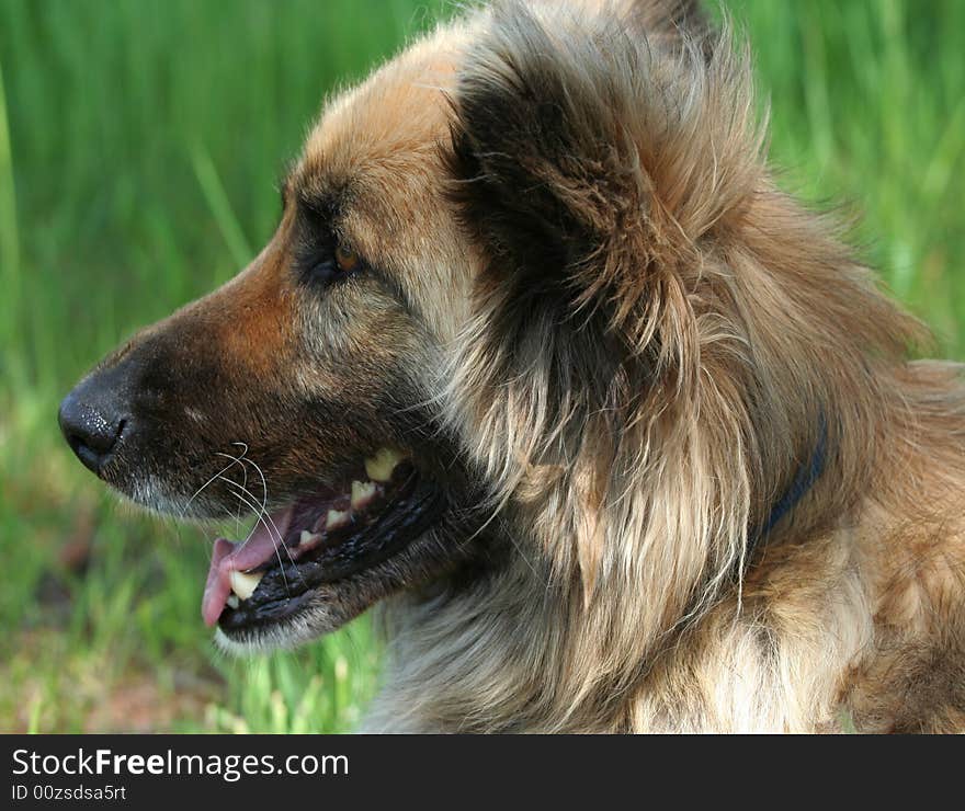 Young collie shepherd mix dog