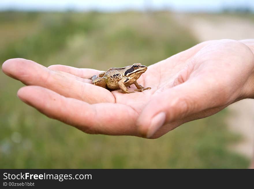 The big person carefully holds a small frog. The big person carefully holds a small frog