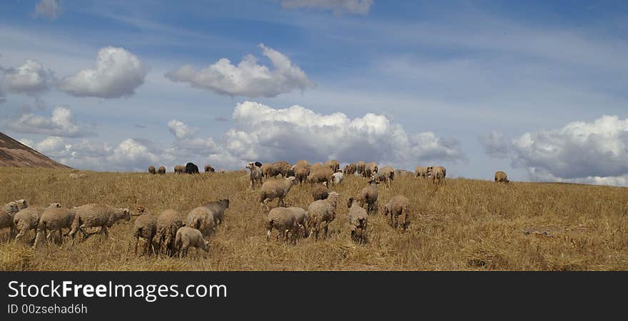 Peru agriculture in Sacred Valley