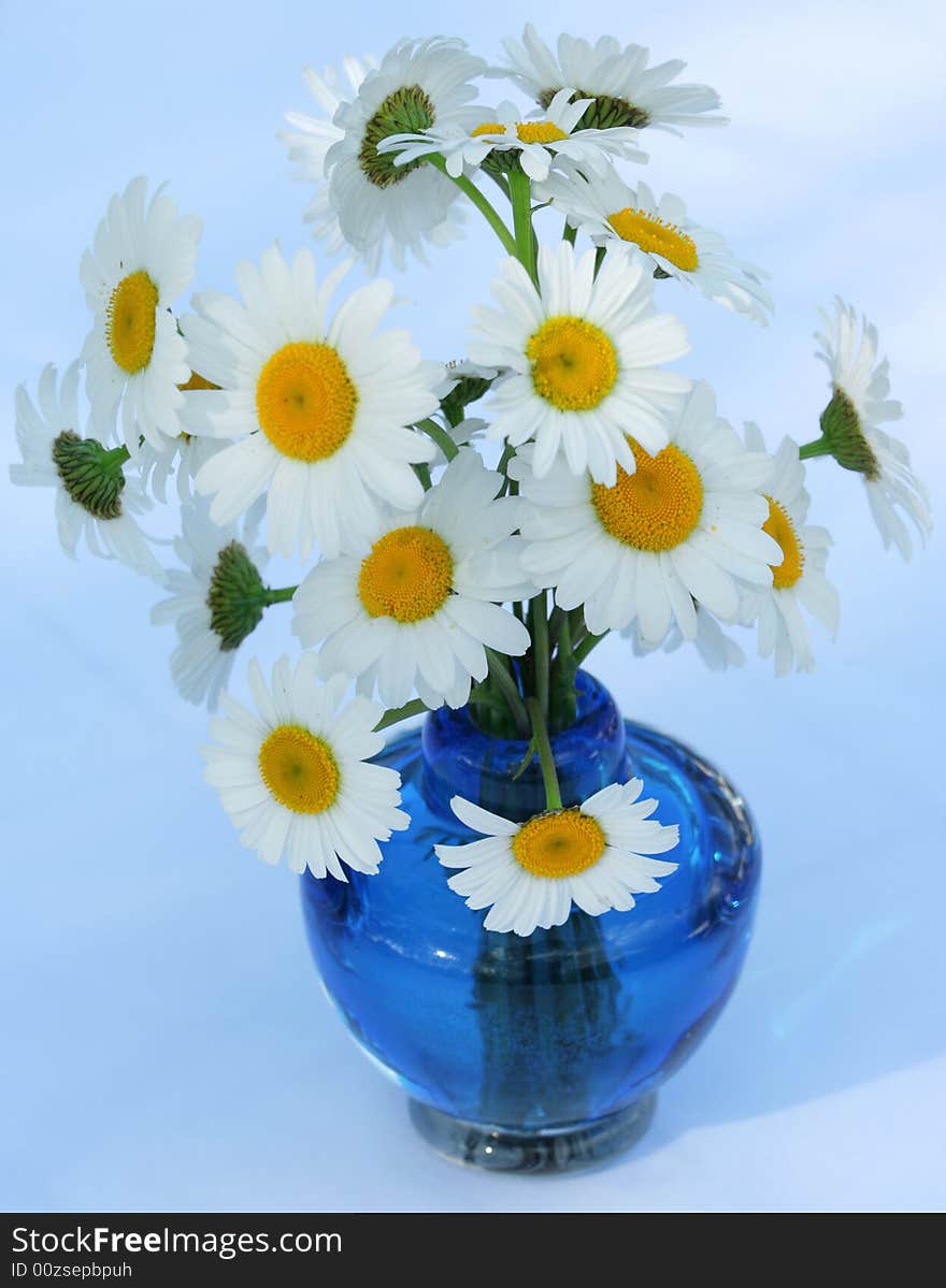 Bouquet of white daisies on table