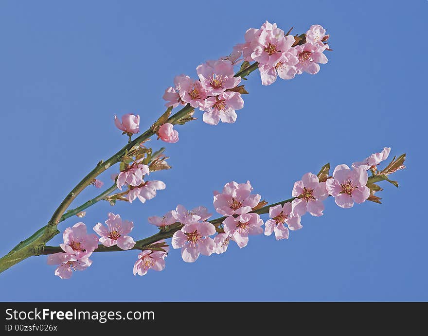 Branch with pink flowers in blue. Branch with pink flowers in blue