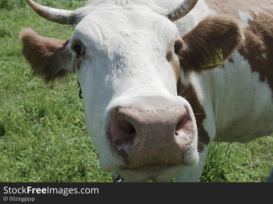 Cow wants you to sniff