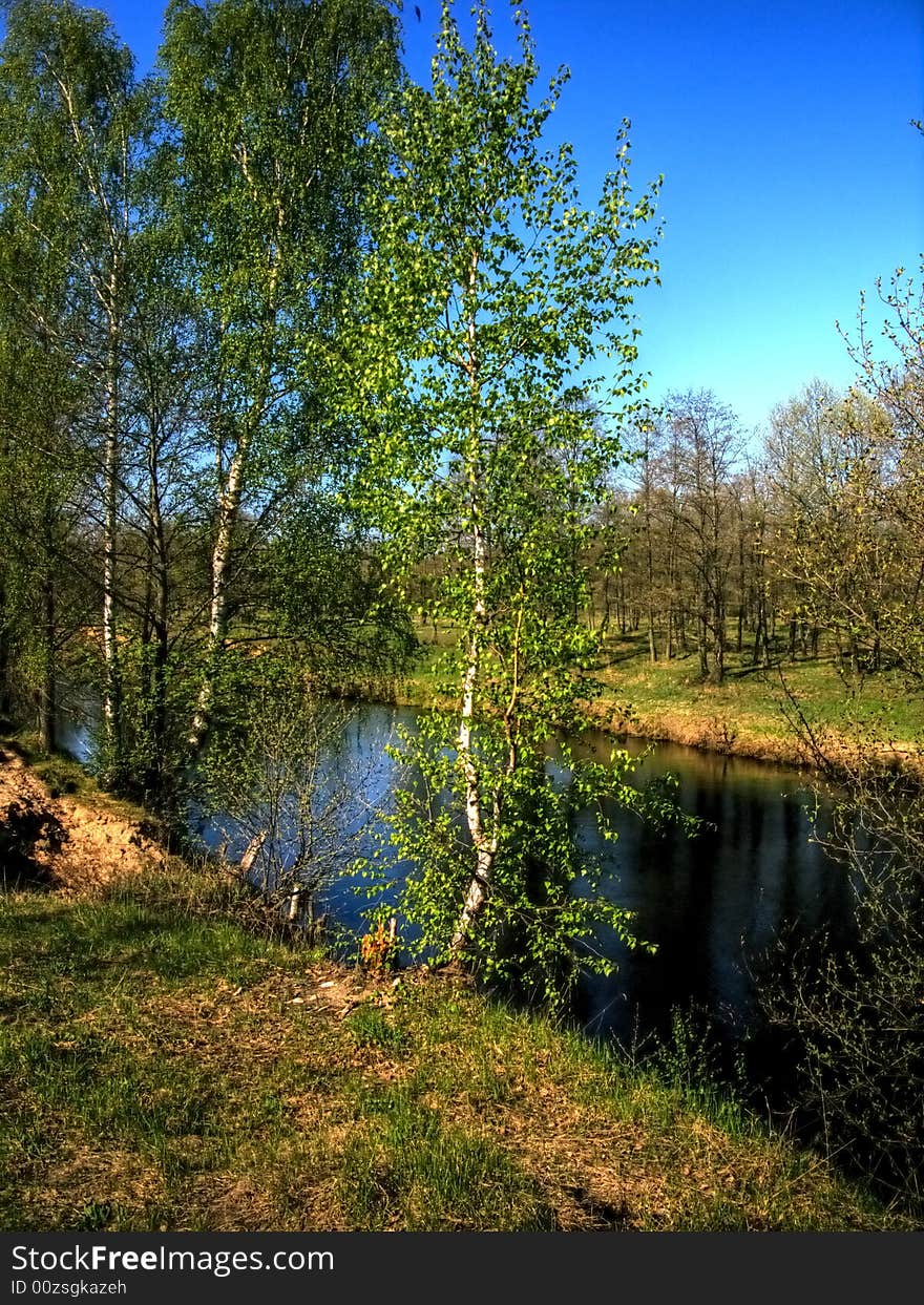 On coast of wood small river the young birch in a worm sunny day grows