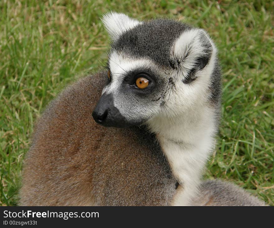 Photo of lemur taken in ZOO (Pilsen, Czech Republic)