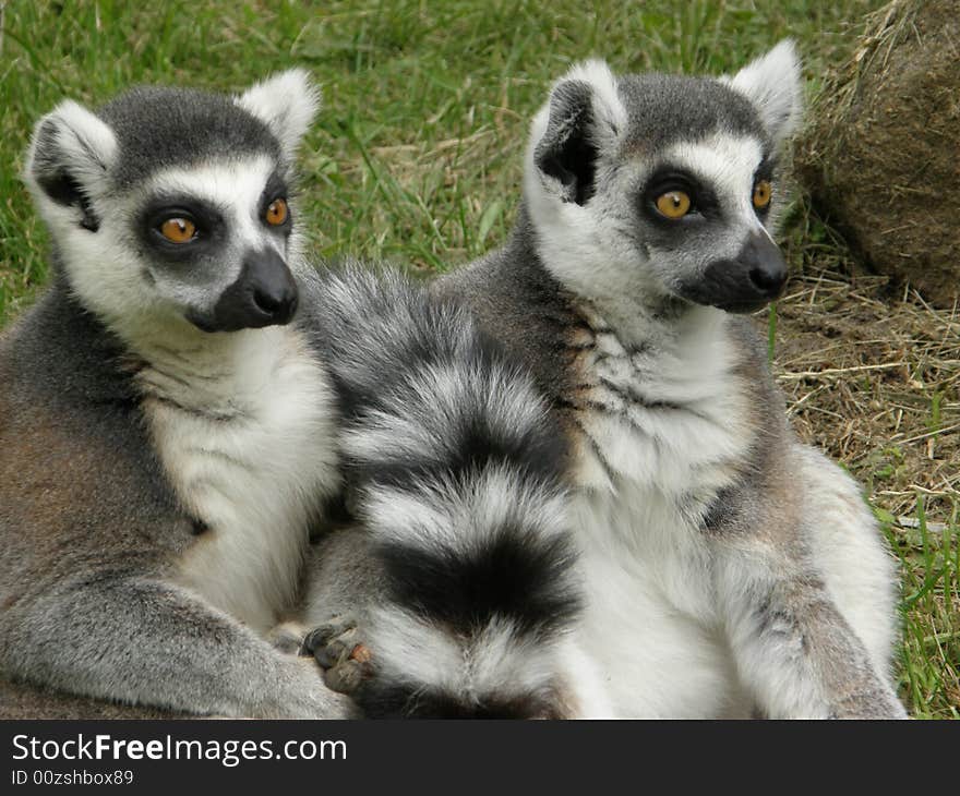 Photo of lemurs taken in ZOO (Pilsen, Czech Republic). Photo of lemurs taken in ZOO (Pilsen, Czech Republic)