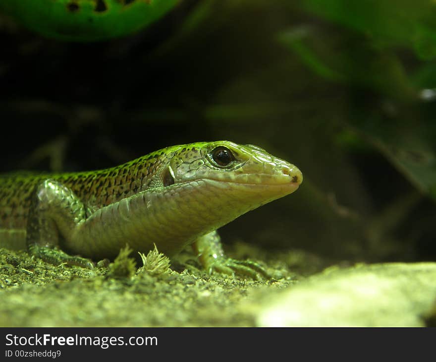 Photo of lizard taken in ZOO (Pilsen, Czech Republic)