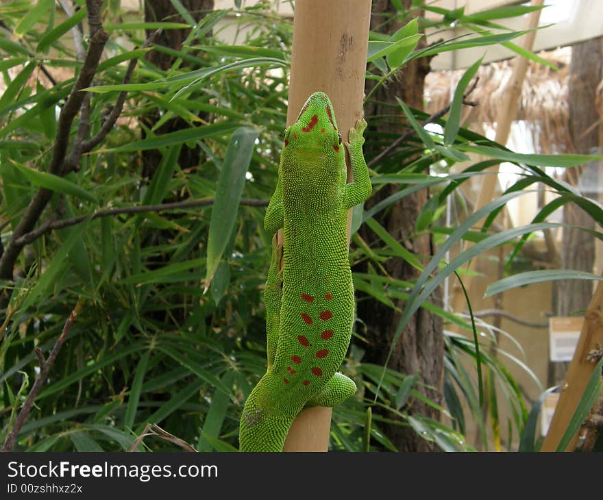 Photo of phelsuma taken in ZOO (Pilsen, Czech Republic). Photo of phelsuma taken in ZOO (Pilsen, Czech Republic)